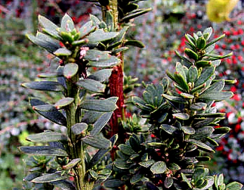 Cis jagodowy (Taxus baccata) 